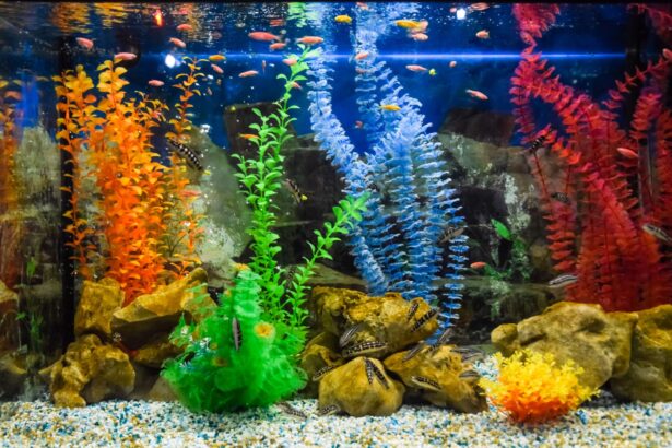 Comment préparer le gravier et le substrat pour un nouvel aquarium