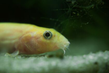 Loach d’été pour votre aquarium