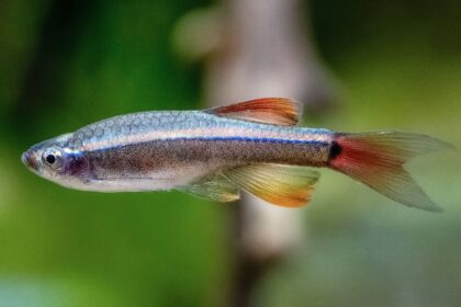 Profil de l’espèce de poisson de montagne à nuages blancs