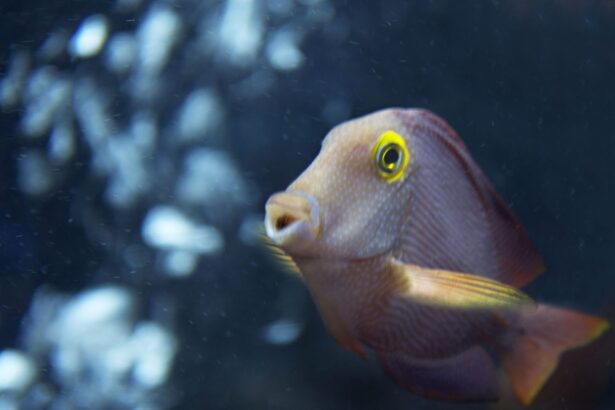 Tang Kole (Ctenochaetus strigosus)