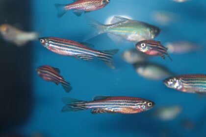 Profil de l’espèce de poisson Danio zèbre (Zebrafish)